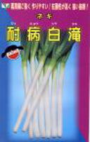 耐病白滝